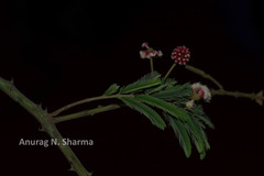 Acacia caesia